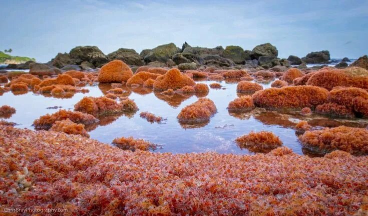 Christmas Island baby red crab migration shuts down roads Daily Mail Online