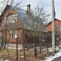 Дачи на станции хоных. Снять дачу на сушкинской. Снт сушкинская. Снт сушкинская. Снт сушкинская.