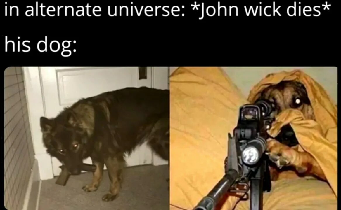 Don t mess with the puppy