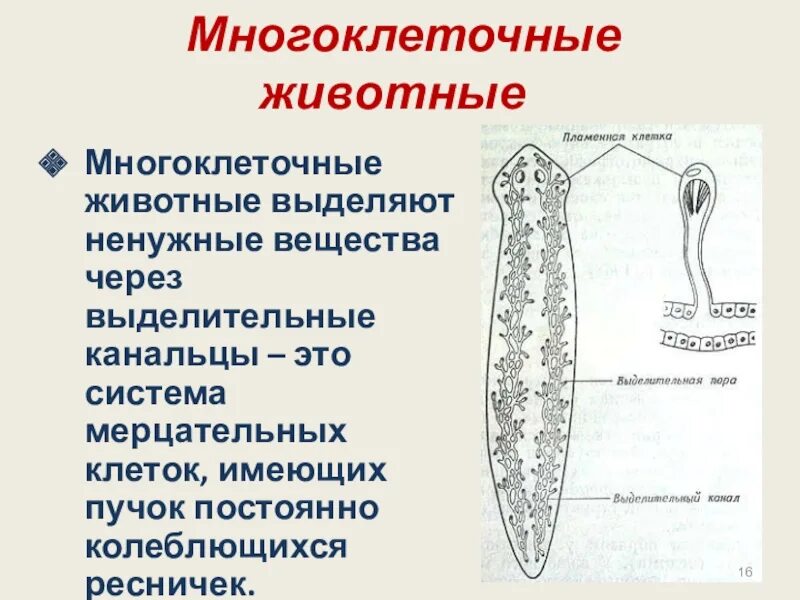 Выделение биология 6 класс кратко. Многоклеточные животные. Выделительная система многоклеточных. Многоклеточные животные выделительная система. Органы выделения у многоклеточных.