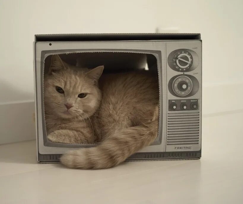 Покажи канал котиков. Кошка перед телевизором. Кот перед телевизором. Кошка и телевизор. Кот игроман и кот лайк роблокс.