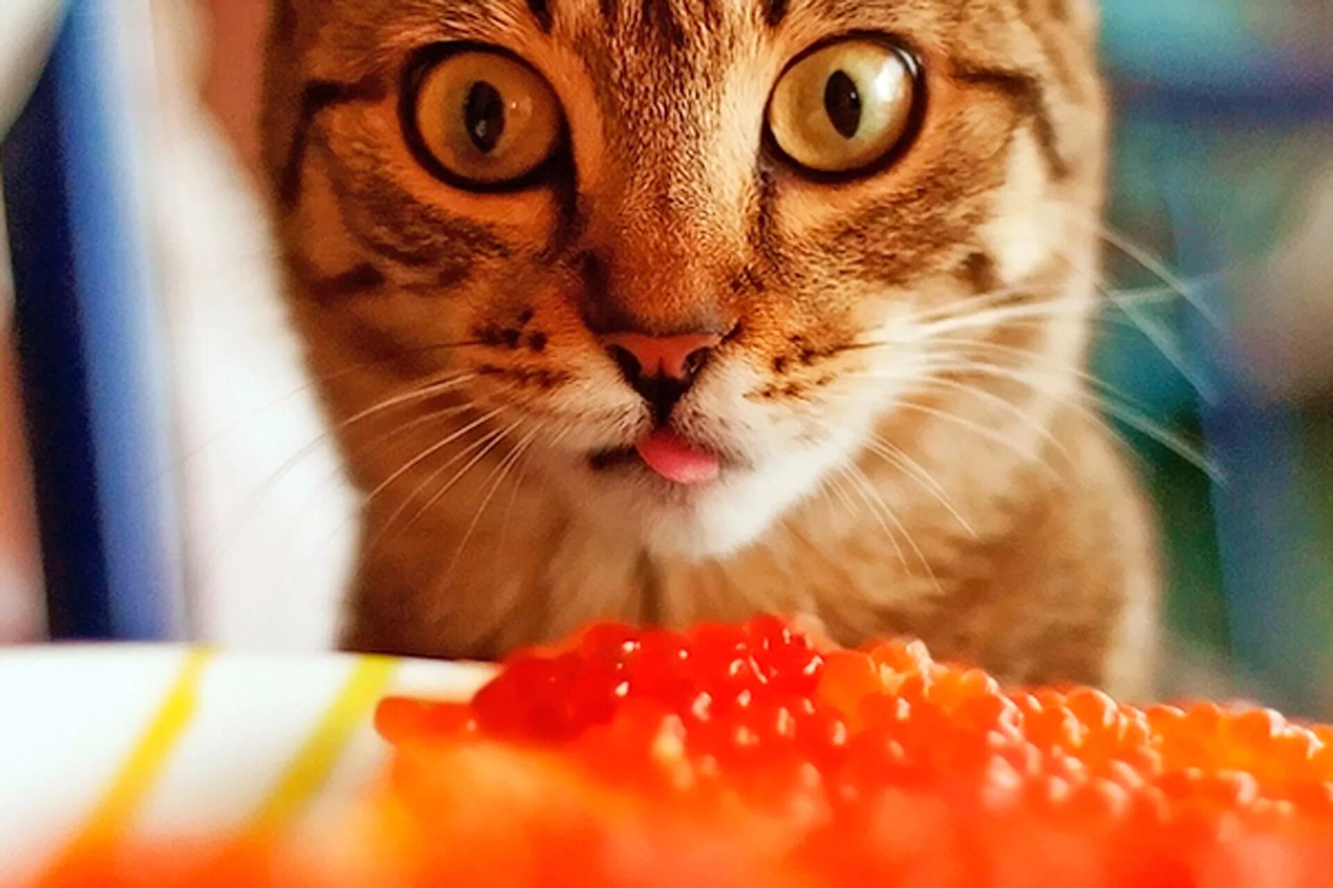 Красный голодный. Кот и красная икра. Котик с едой. Кот ест красную икру. Кот с икрой.