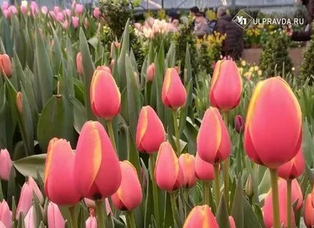 Тюльпаны ульяновск