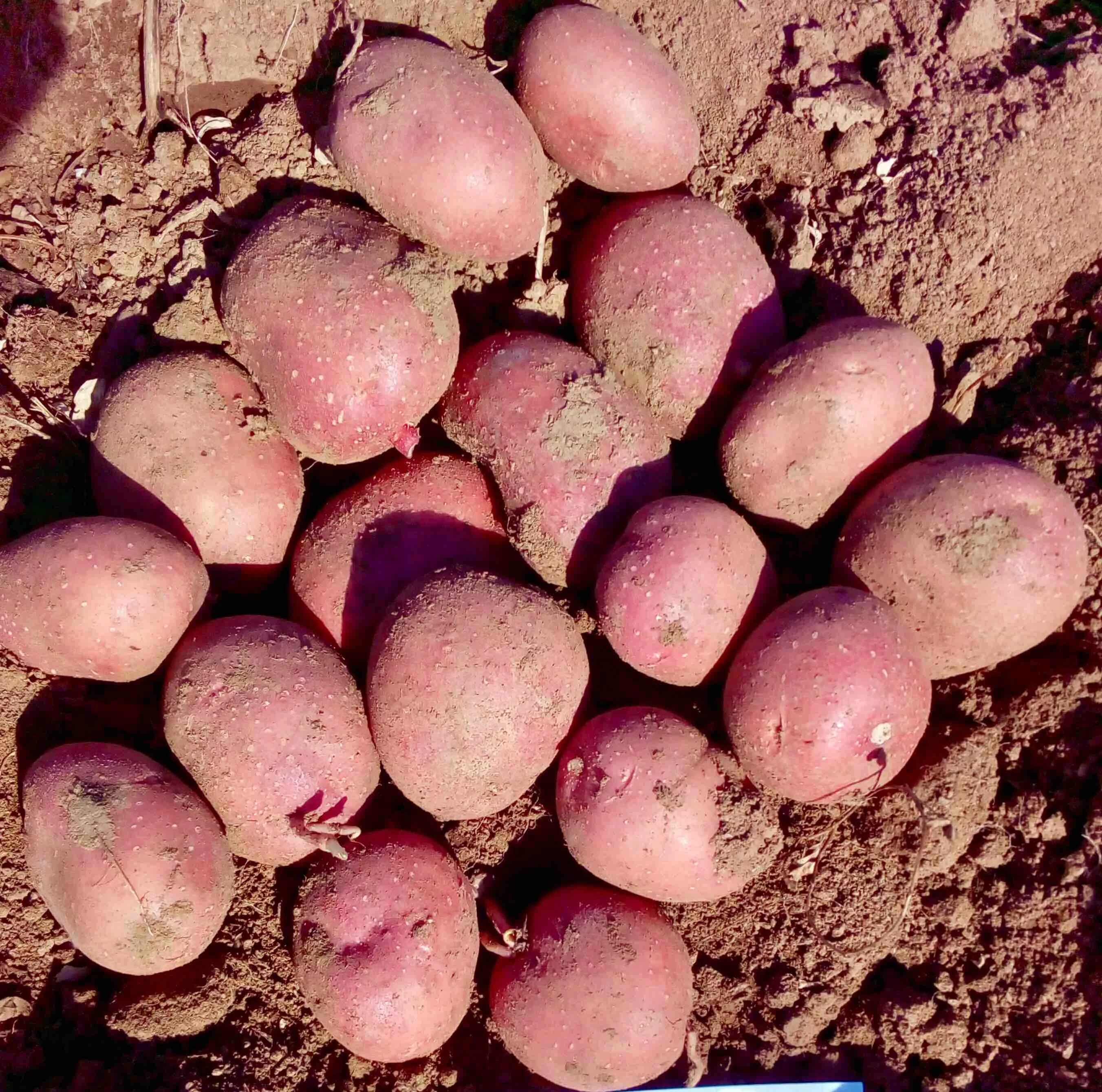 балтик роуз картофель характеристика