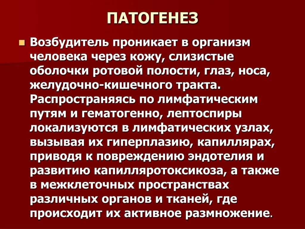 Лептоспироз возбудитель патогенез. Лептоспироз этиология. Лептоспироз патогенез кратко. Лептоспироз патогенез