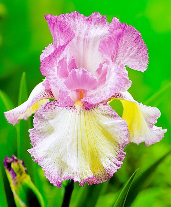 ирис биарриц. вышивка крестом ирисы в2251.