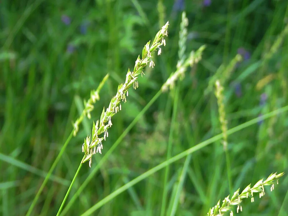 Как выглядит сорняк. Пырей ползучий (Elytrigia repens). Пырей ползучий (Elytrigia repens l.). Пырей ползучий Agropyron repens. Пырей ползучий (Elytrígia répens).