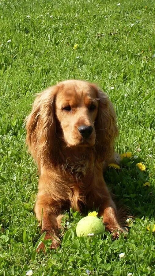 Английский кокер-спаниель: фото, описание породы, характер и цены Cocker spaniel