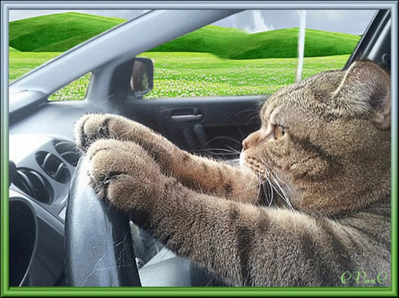 Ездить ну. Котик в машине. Кот за рулем автомобиля. Кот за рулём машины. Котик едет на машине.