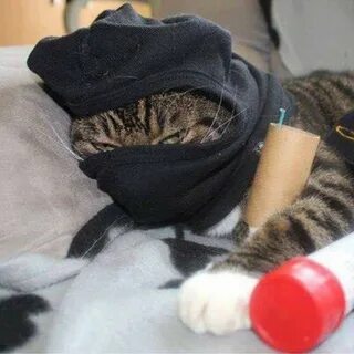 Кот и шмот