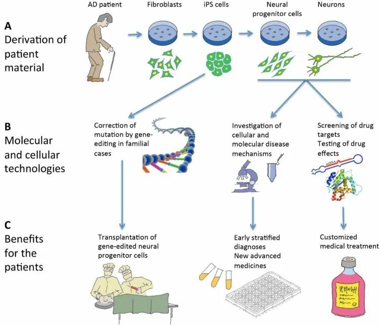 Patient derived xenograft перевод. Егьщк ex vivo organoids. Derived. Patient derived xenograft перевод. Pd-l1 tumor organoids.