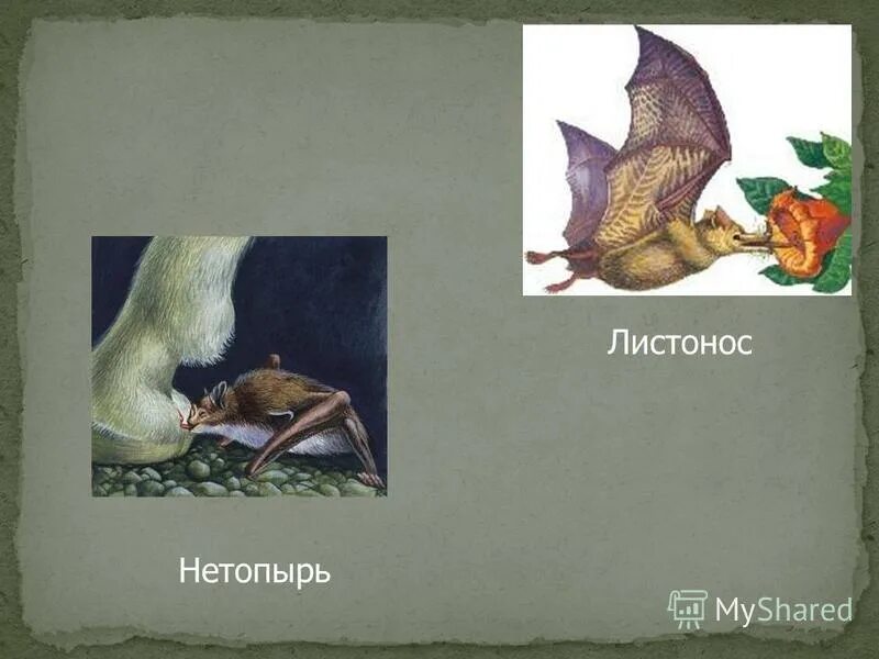 Бульдоговая летучая мышь. Огромный нетопырь арты. Отряд рукокрылые представители. Pipistrellus. Кейтлин хэкетт летучие мыши.