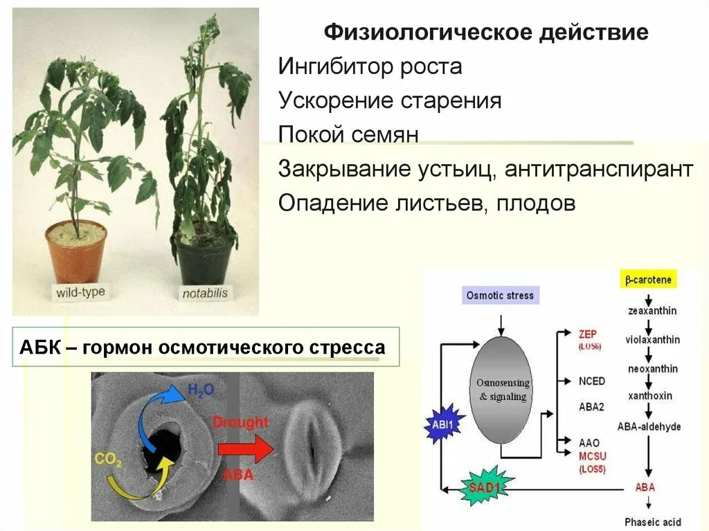 Фитогормоны ингибиторы роста растений. Синтетические ингибиторы роста растений. Гормоны ингибиторы растений. Ингибирование роста растений. Влияние фитогормонов на рост
