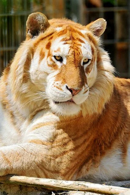 Ukrainian Tiger Download free picture № 177607
