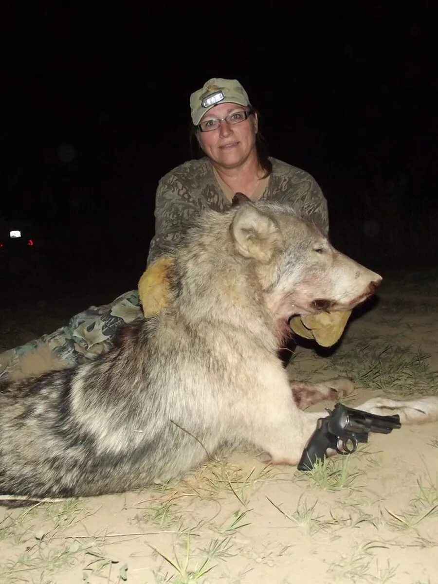 Самой большой волк в мире. Полярный волк вес 120 кг. Большие волки. Большие волки самый крупный.