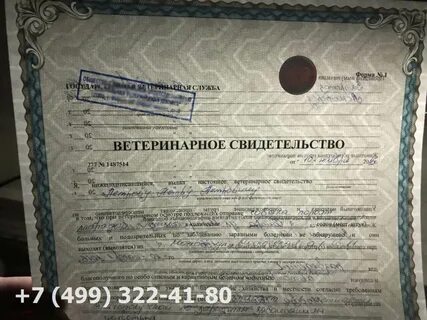 Форма 1 на собаку