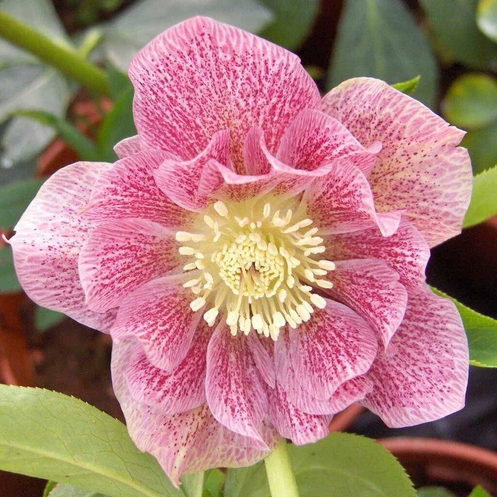 Морозник дабл. Морозник дабл эллен пинк. морозник double ellen pink. морозник double ellen yellow spotted. морозник восточный дабл элен споттед пинк.