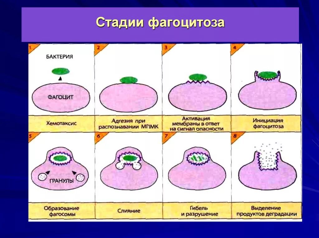 Этапы хемотаксиса и фагоцитоза. Стадии фагоцитоза иммунология. 4 Стадии фагоцитоза иммунология. Стадии фагоцитоза иммунология рисунок.