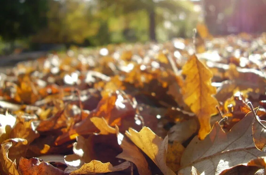 Опавшие осенние листья. Можно ли листву. Куча листвы. Опавшая листва. Можно ли листву.