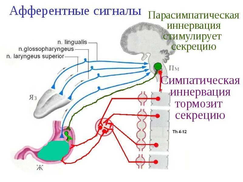 Слюноотделение нервная система. Эфферентная иннервация и афферентная иннервация. Афферентная иннервация схема. Симпатическая иннервация. Симпатическая и парасимпатическая иннервация.