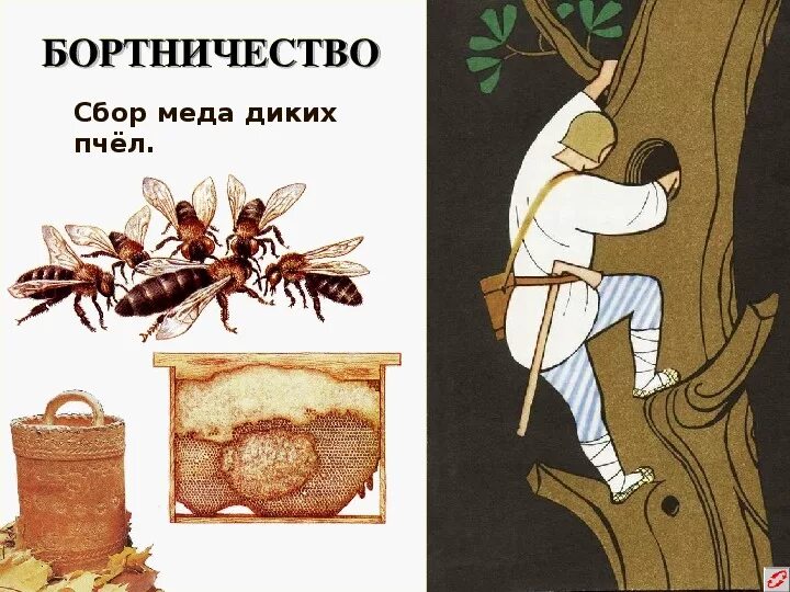 Пчеловодство у восточных славян предшествовало. Бортничество восточных славян. бортничество древних славян рисунок. дикий мед бортничество. занятия древних славян бортничество.
