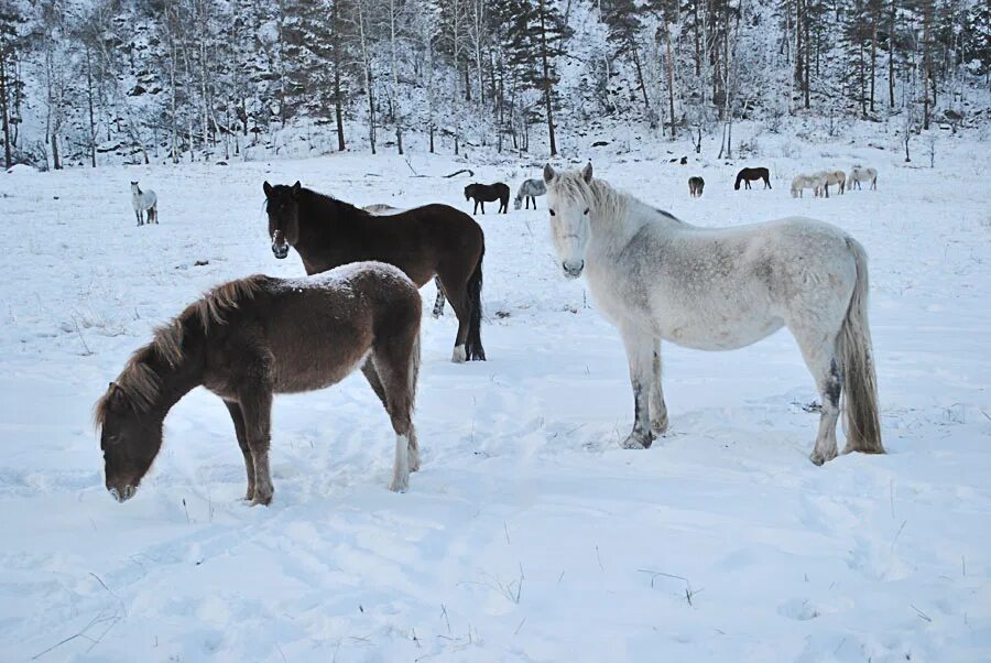 Купить коня алтайском. Кош-Агач лошади. Чубарые лошади Алтай. Зимний Выпас лошадей. Башкирская лошадь.