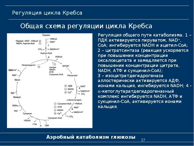 В цикле кребса образуется атф. Цикл Кребса НАДФ. Схема гликолиза и цикла Кребса. Окисление пирувата и цикл Кребса. Гликолиз подготовительный цикл Кребса..