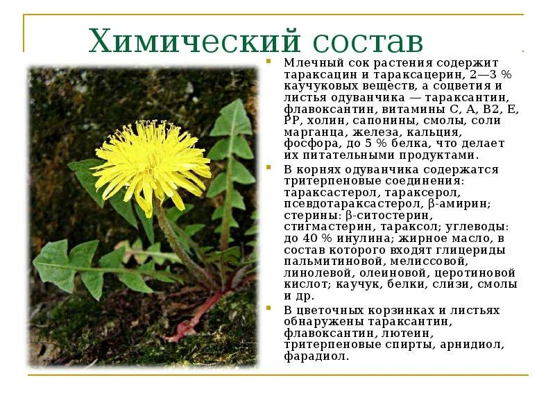 Какие растения содержат