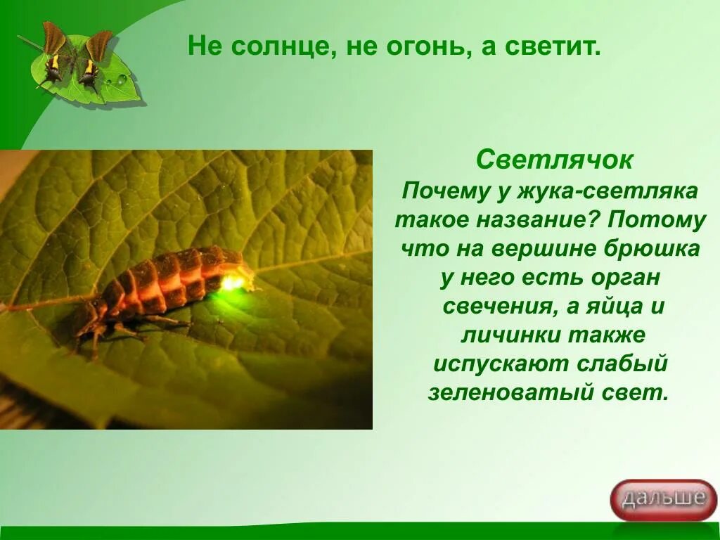 Сведения о светлячках. Доклад про светлячков. Загадка про светлячка. Интересные факты о светлячках. Познавательный текст о светлячках