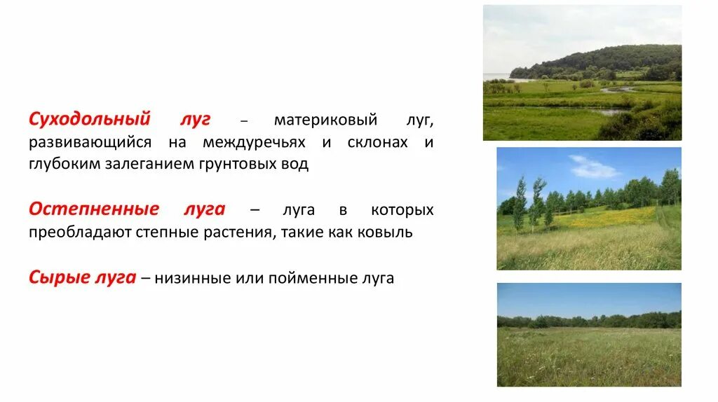 Луга численность. Суходольные луга. пойменные и суходольные луга. материковые (суходольные) луга. суходольные и низинные луга.