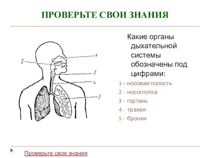 Носоглотка бронхи гортань носовая полость легкие трахея. Схема строения органов дыхания. Система органов дыхания 8 класс биология. Схема дыхательной системы человека 8 класс биология. Дыхательная система органов дыхания биология 8 класс.