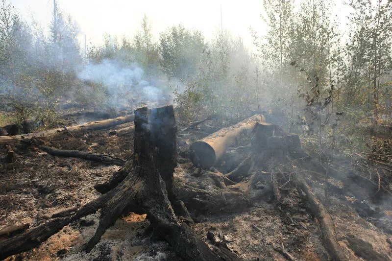 Вырубка лесов и пожары. Последствия пожаров леса. Лес после пожара. Вырубленные леса после пожара. Почему после пожаров