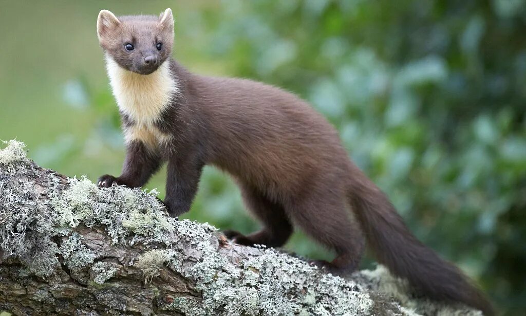 Marten