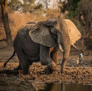 Diverse wildlife