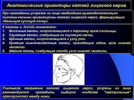 Анатомические ориентиры