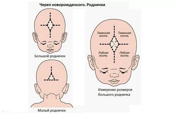 Нормальный родничок. Роднички черепа новорожденного таблица. Строение черепа новорожденного по месяцам таблица. Форма черепа у грудничка Родничок. Череп младенца темечко.