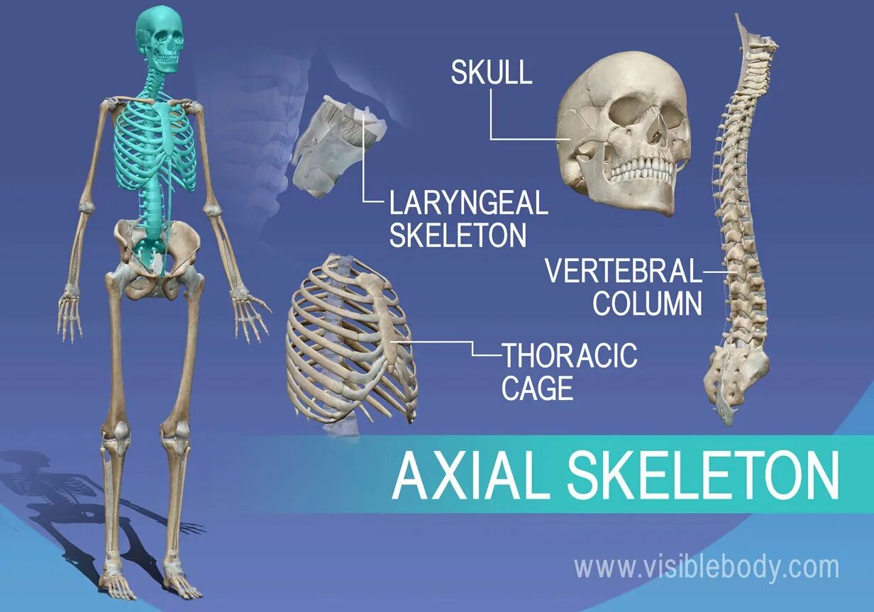 Скелет. Скелет человека. Axial and Appendicular Skeleton. Скелет анатомия.