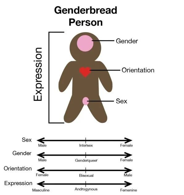 Female gender 1.20. Gender виды. genderqueer ориентация. пол гендер и ориентация. разные гендеры.