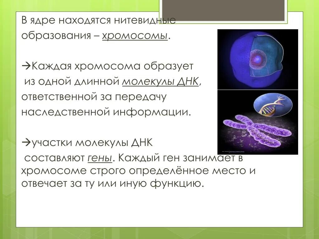 Ядро содержит наследственную информацию. Строение ядра хромосомы. Ядро ядрышко хромосомы. Что находится в ядре. В ядре клетки расположены.