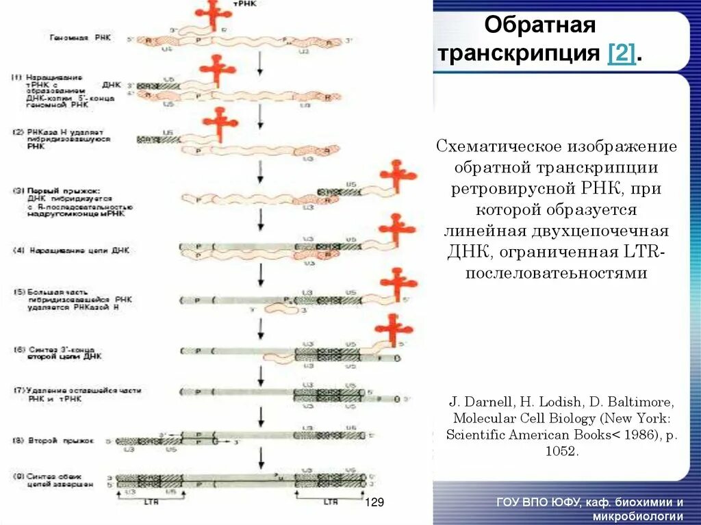 Вирусный транскрипция. Механизм обратной транскрипции ретровирусов. Основные стадии метода обратной транскрипции.. Обратная транскрипция схема. ПЦР С обратной транскрипцией схема.