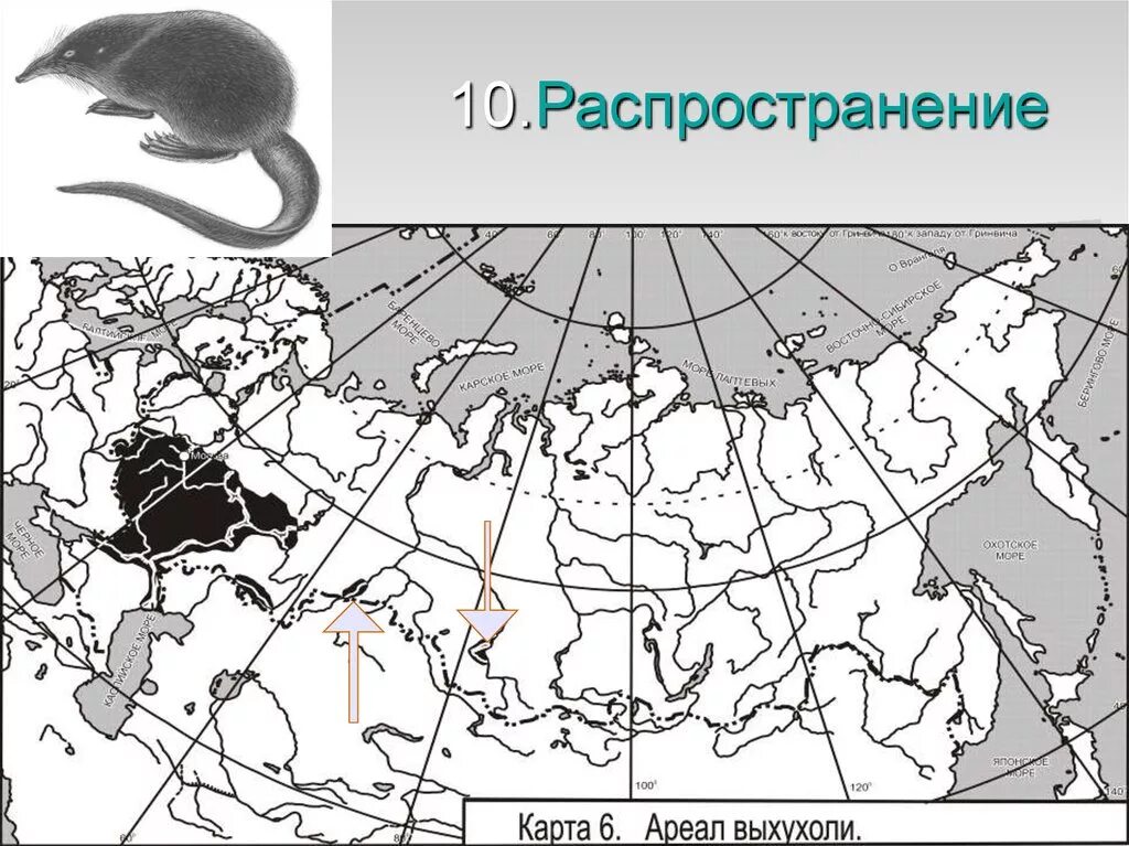 Ареал выхухоль в России на карте. Выхухоль ареал. Ареал обитания русской выхухоли карта. Ареал распространения. Ареал распространения оленьих пастбищ