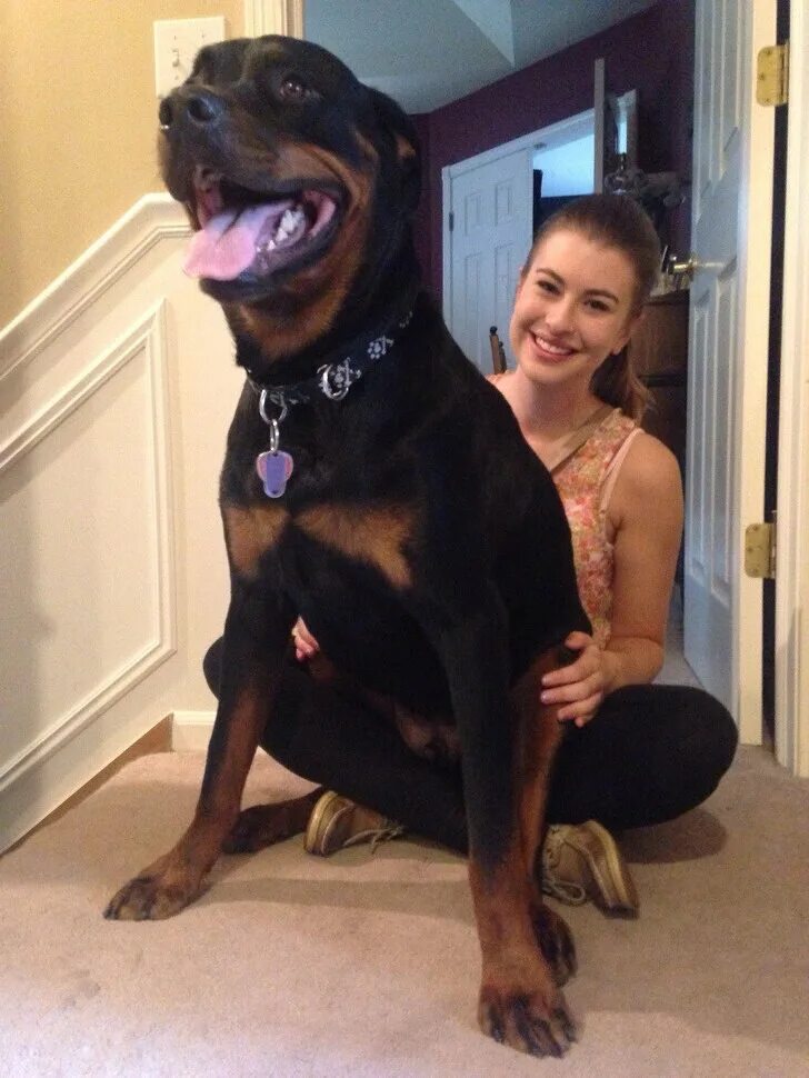 Люблю больших собак. Огромные собаки с большой селфи. Огромная собака Инстаграм. Самая большая собака Инстаграм. Огромная собака и маленькая собака Мем.