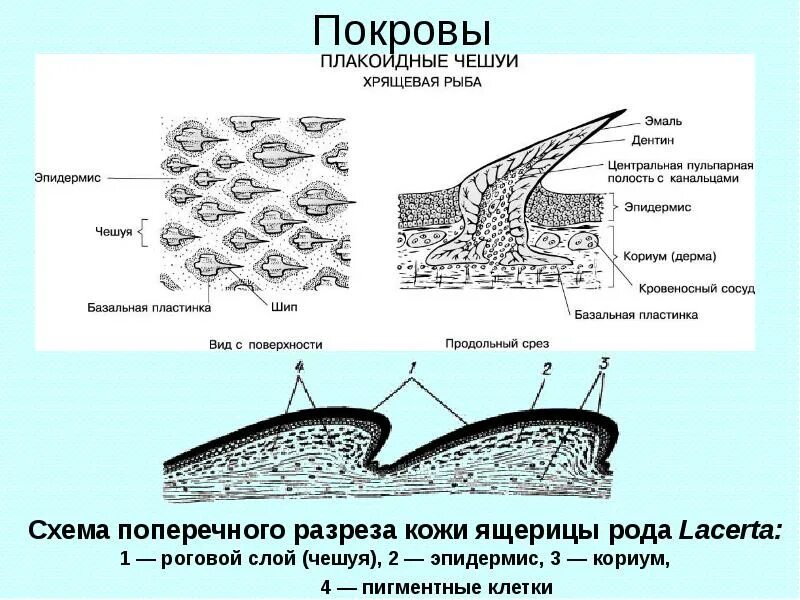 Строение покровов тела пресмыкающиеся. Строение кожи позвоночных. Эпидермис позвоночных. Покровы рептилий. Кожа позвоночных животных.