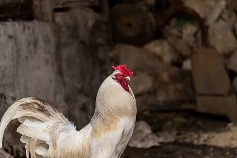 Курица опустила хвост вниз