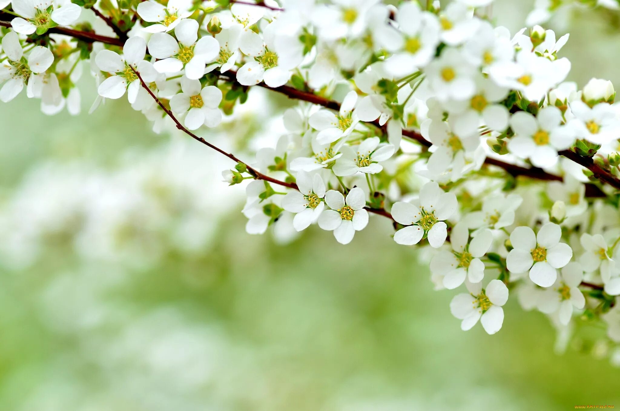 Фотообои цветы. Палитра весны. Розовые цветы. Весенние тона. Розовые цветы.