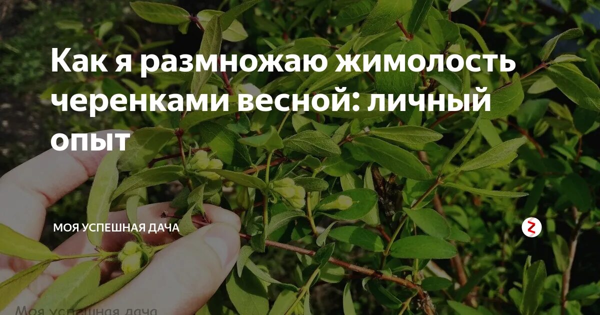 Как размножить жимолость черенками весной. Жимолость одревесневшие черенки. Черенковать жимолость весной. Черенкование жимолости весной. Жимолость отводками.