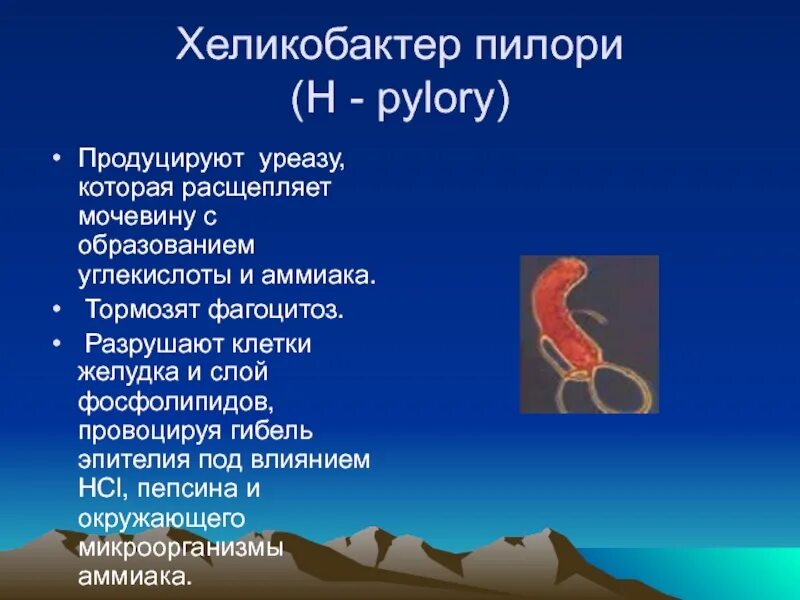 Причины появления хеликобактер в желудке. Бактерия хеликобактер пилори симптомы. Хеликобактер пилори в желудке. Заражение хеликобактер пилори симптомы. Хилактобактерии пилори симптомы.