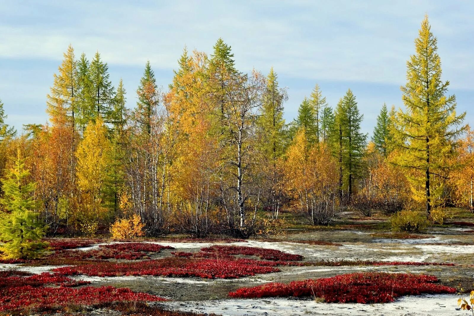 воркута тундра осенью. солифлюкция тундра. тундра безлесная зона. новый уренгой тундра осенью. средняя субарктическая тундра.