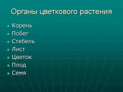 Лабораторная работа изучение строения органов цветкового растения