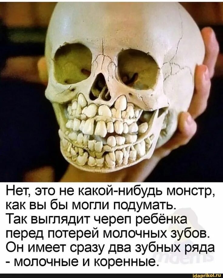 Как выглядит череп ребенка